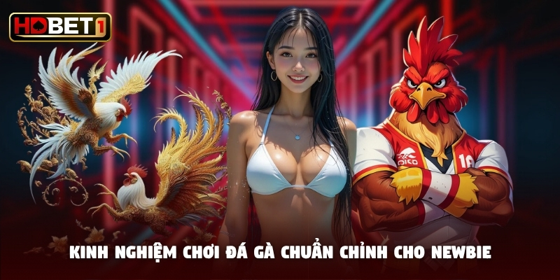 Kinh nghiệm chơi đá gà chuẩn chỉnh cho newbie