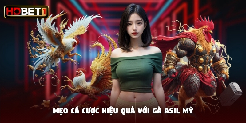 Mẹo cá cược hiệu quả với gà Asil Mỹ Mẹo cá cược hiệu quả với gà Asil Mỹ