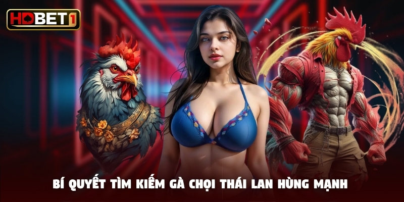 Bí quyết tìm kiếm gà chọi Thái Lan hùng mạnh Bí quyết tìm kiếm gà chọi Thái Lan hùng mạnh