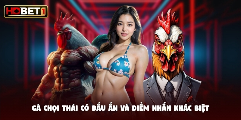 Gà chọi Thái có dấu ấn và điểm nhấn khác biệt Gà chọi Thái có dấu ấn và điểm nhấn khác biệt