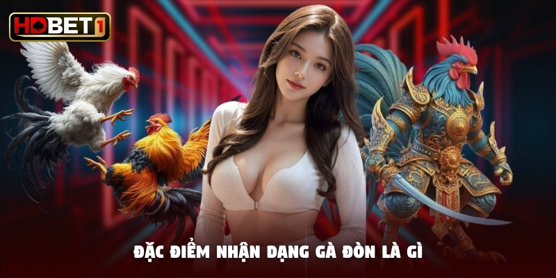Đặc điểm nhận dạng gà đòn là gì Đặc điểm nhận dạng gà đòn là gì