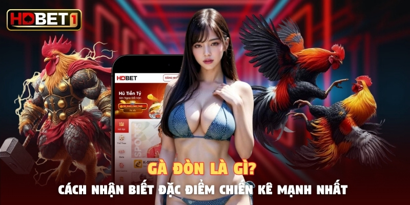 Gà Đòn Là Gì? Cách Nhận Biết Đặc Điểm Chiến Kê Mạnh Nhất 