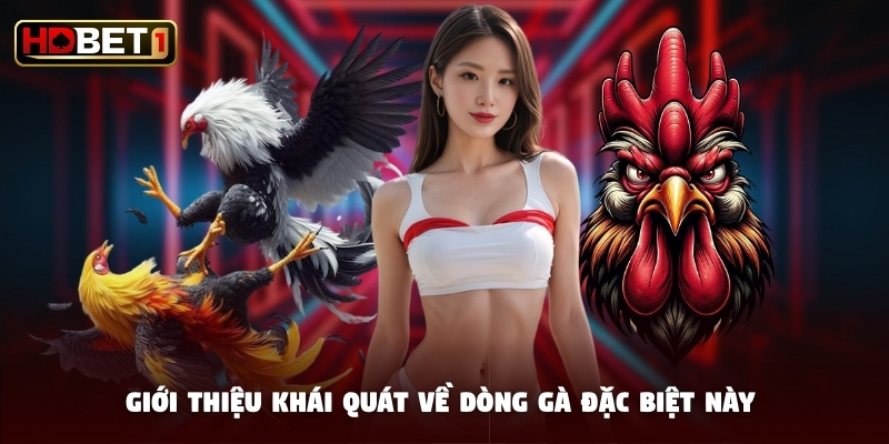 Giới thiệu khái quát về dòng gà đặc biệt này