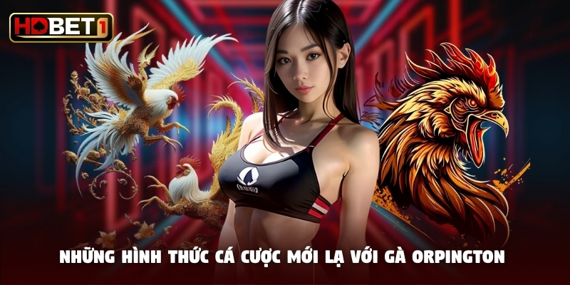 Những hình thức cá cược mới lạ với gà  Orpington 