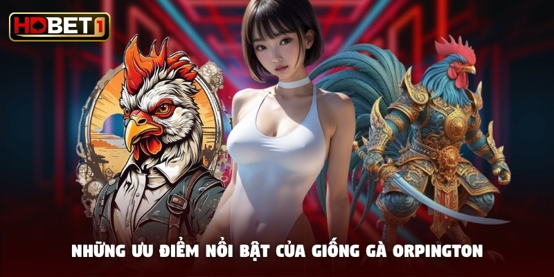 Những ưu điểm nổi bật của giống gà Orpington