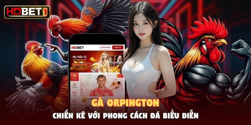 Gà Orpington - Chiến Kê Với Phong Cách Đá Biểu Diễn