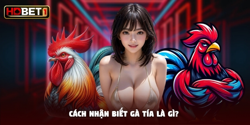 Cách nhận biết gà tía là gì? Cách nhận biết gà tía là gì?